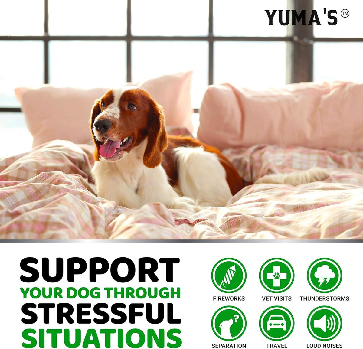 Hemp Calming Chews for Dogs-Anxiety Relief-Melatonin & Chamomile-240 Count
